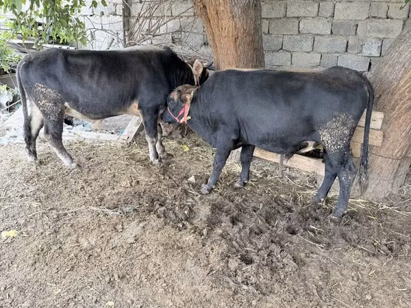 Bull, Cattle