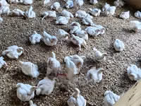 Shamo chickens — photo 1