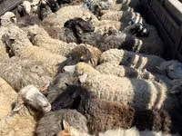 Ram, Sheep — photo 1