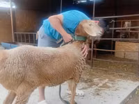 Schaf, Arashan sheep — Foto 4