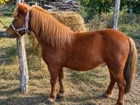 Caballo, Caballos — foto 3
