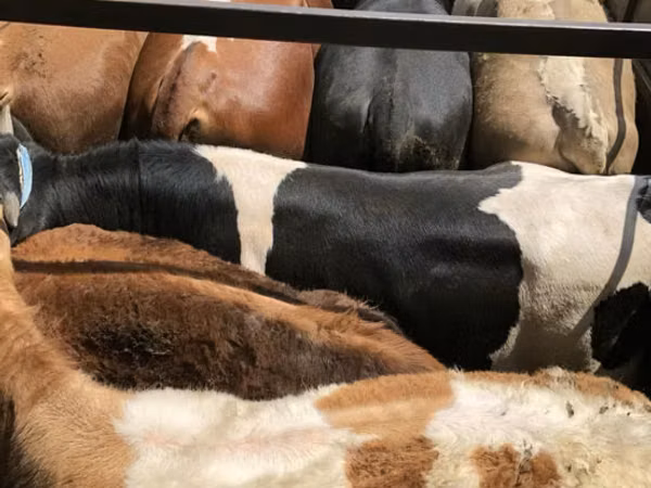 Bull, Cattle