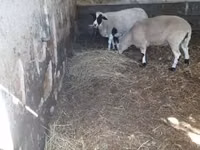 公羊, Dorper sheep — 照片 4