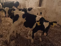 Toro, Russian Black pied cattle — foto 2
