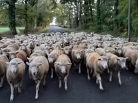 Schaf, Ile-de-France sheep — Foto 4