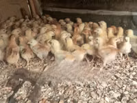 Chickens — photo 2
