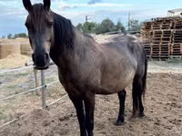 Horse (M), Hucul pony — photo 2