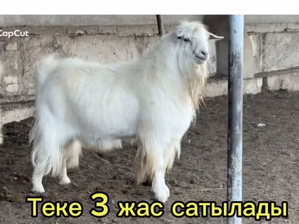 Козёл, Козлы