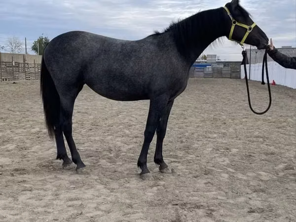 Stute, Friesian