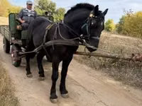 Horse (M), Horses — photo 2