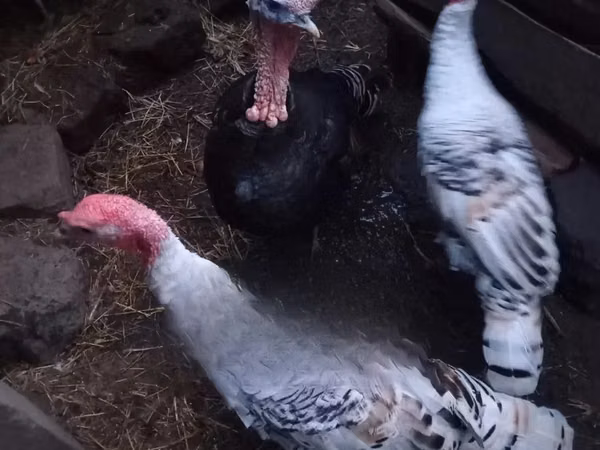 Turkeys
