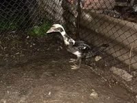Ducks — foto 1