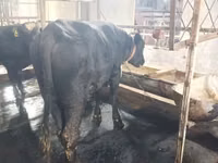 Kuh, Aberdeen-Angus — Foto 4