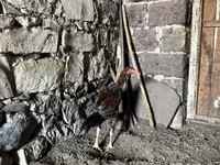 Chickens — الصورة 8