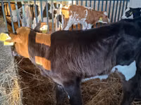 Vaca, Russian Black pied cattle — foto 4