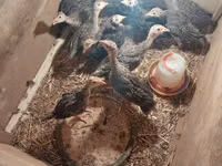 Turkeys — photo 3
