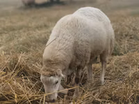 Ram, Bardhoka sheep — photo 3
