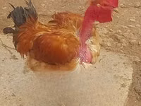Gallinas Shamo — foto 3