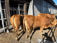 Bulle, Limousin-Kuh — Foto 1