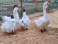Geese — foto 2