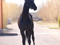 حصان, Thoroughbred horse — الصورة 6