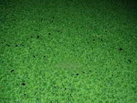 Azolla for Replanting - 2000 Ml — फ़ोटो 3