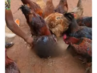 Shamo chickens — photo 3