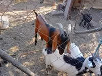 公山羊, Nubian Goat — 照片 1