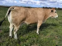 सांड, Partenaise cattle — फ़ोटो 1
