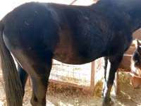 Stute, French Trotter — Foto 5