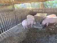 Sow, Pigs — photo 5