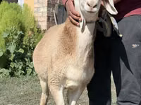 كبش, Arashan sheep — الصورة 3