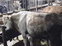 Toro, Ganado vacuno — foto 2