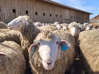 भेड़, Edilbay sheep — फ़ोटो 1