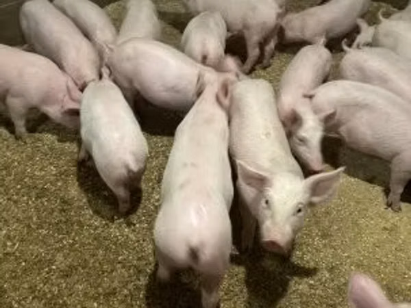 Schweine (Partie, Geschlecht nicht angegeben), 