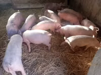 母猪, Pigs — 照片 3