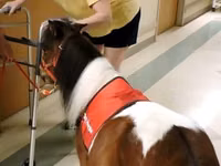 घोड़ा, Miniature horse — फ़ोटो 4