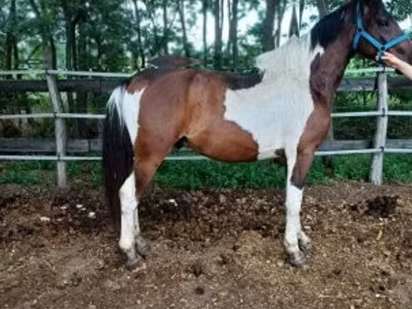 Hengst, Friesian