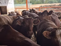 Bull, Simmental cattle — photo 5