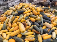 Продаю тыкву для животных — Foto 2