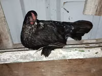 Japanisches Bantam — Foto 8