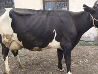 Cow, Russian Black pied cattle — photo 2