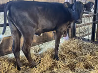 Vaca, Ganado vacuno — foto 1