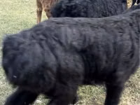 Cabras (lote, sexo no especificado), Cabras — foto 3