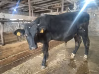 公牛, Cattle — 照片 2