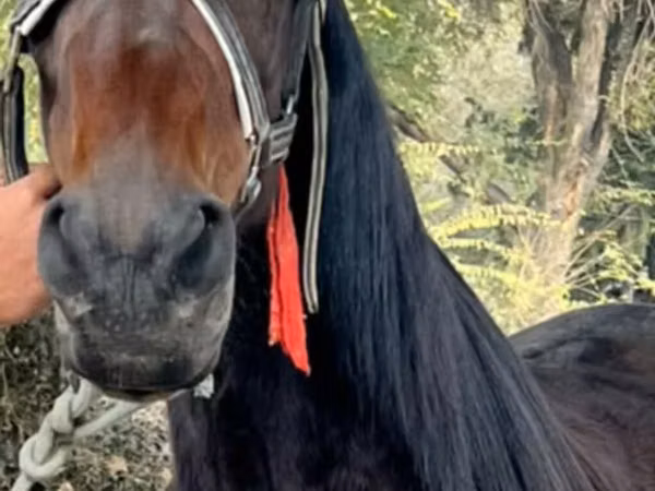 Mare, French Trotter