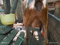 Ziegen (Partie, Geschlecht nicht angegeben), Alpine goat — Foto 2