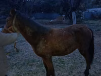 Horse (M), Tiger horse — photo 2
