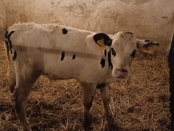 Toro, Russian Black pied cattle