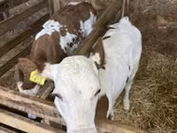 Vaca, Vaca blanca británica — foto 4